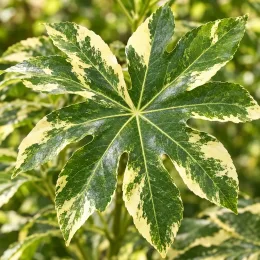 Fatsia 'Variegata' (Fatsia japonica) — gros plan sur une grande feuille panachée · Photo d'illustration