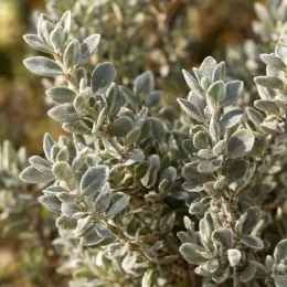 Sauge du désert 'Laredo' (Leucophyllum frutescens) — gros plan sur feuillage dense gris argenté