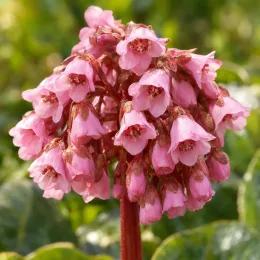 Bergénie à feuilles cordées (Bergenia cordifolia) — grappe dense de petites clochettes roses · Photo d'illustration