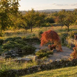 Érable du japon 'Cascade ruby' (Acer palmatum) — petit arbre au feuillage rouge retombant près d’un bassin