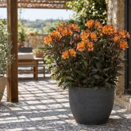 Alstroemeria 'Indian summer' (Alstroemeria aurea) — plante fleurie orange en pot sur terrasse · Photo d'illustration