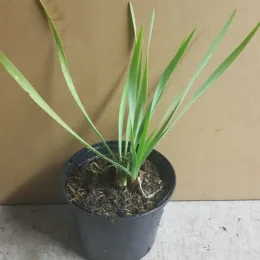 Tulbaghie violette (Tulbaghia violacea) — jeune plant vert en pot plastique noir · Pot 1.5L