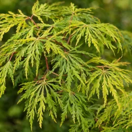 Érable du japon 'Diss. emerald lace' (Acer palmatum) — feuillage finement découpé vert aux pointes rougeâtres