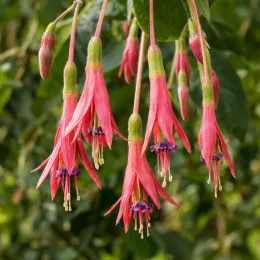 Plante grimpante (Passiflora antioquiensis) — clochettes florales pendantes rose vif en grappes · Photo d'illustration