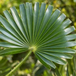 Palmier nain 'Vulcano' (Chamaerops humilis) — gros plan sur feuille palmée vernissée