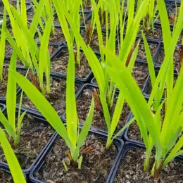 Crocosmia 'Orange' (Croscosmia crocosmiiflora) — jeunes pousses vertes en petits godets noirs · Godet