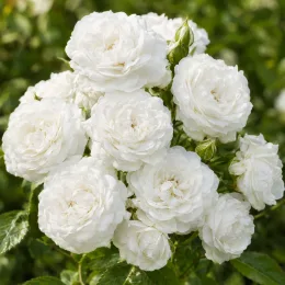 Rosier 'The fairy blanc' (Rosa) — grappe de petites fleurs blanches doubles · Photo d'illustration