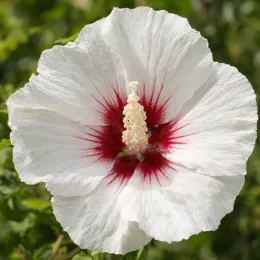 Althéa 'Walberton's lunar flare' (Hibiscus syriacus) — grande fleur blanche à cœur rouge vif