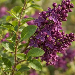 Lilas à petites feuilles 'Dark purple' (Syringa) — grappe de petites fleurs violettes et feuillage vert