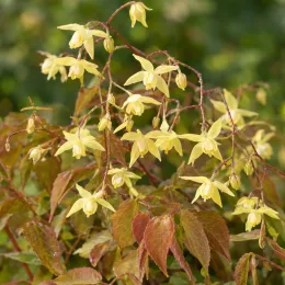 Fleur des elfes 'Sulphureum' (Epimedium versicolor) — fines fleurs jaunes retombantes au-dessus de feuilles · Photo d'illustration