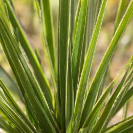 Canne à pêche des anges (Dierama pulcherima) — gros plan sur longues feuilles vertes dressées · Photo d'illustration