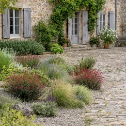 Gaura 'Gaudi red' (Gaura lindheimeri) — massif fleuri en bord de maison en pierre · Photo d'illustration