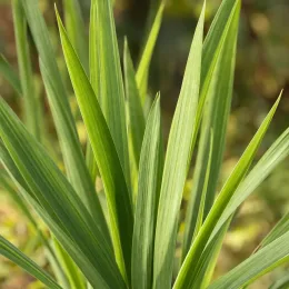 Montbretia jaune orangé 'George davison' (Croscosmia × crocosmiiflora) — gros plan sur longues feuilles vertes lancéolées · Photo d'illustration