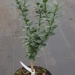 Mandarinier chinois - chinotto (Citrus myrtifolia) — jeune arbuste en tige au feuillage panaché · Pot 5L Tige