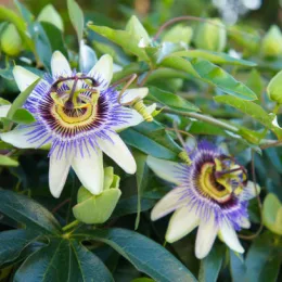 Passiflore