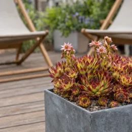Joubarbe jaune orangé 'Gold rush' (Sempervivum) — succulente en rosettes bicolores sur terrasse bois · Photo d'illustration