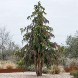 Cèdre du japon 'Araucarioides' (Cryptomeria japonica) — grand conifère isolé dans un massif minéral