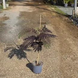 Arbre à soie Summer chocolate (Albizia) — jeune plant à feuillage sombre en pot · Pot 3L