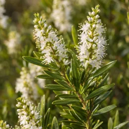Véronique arbustive 'Kirkii' (Hebe microphylla) — épis de petites fleurs blanches avec feuillage vert · Photo d'illustration