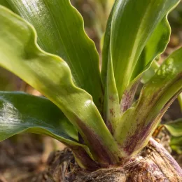Plante ananas (Eucomis bicolor) — gros plan sur feuillage vert brillant nervuré
