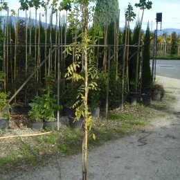 Glycine du japon (Wisteria floribunda) — jeune plant tuteuré dans une pépinière extérieure · Pot 3L