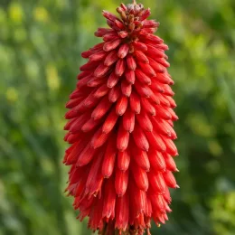Kniphofia 'Red® tnknipr' — gros plan sur épi floral rouge vif