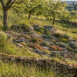 Joubarbe jaune orangé 'Gold mine' (Sempervivum) — massif de rocaille fleuri sous plusieurs arbres · Photo d'illustration