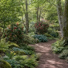 Camélia du japon 'Tom knudsen rouge vif' (Camellia japonica) — arbustes fleuris rouges le long d'un sentier forestier · Photo d'illustration