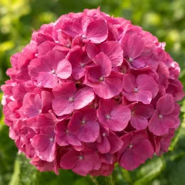 Hortensia 'Merveille' (Hydrangea macrophylla) — grosse inflorescence rose en boule, gros plan · Photo d'illustration