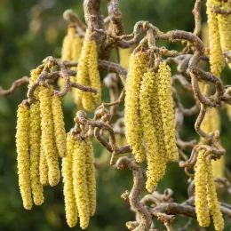 Noisetier tortueux nain 'Jww9' (Corylus avellana) — chatons jaune pâle pendants sur rameaux tortueux · Photo d'illustration