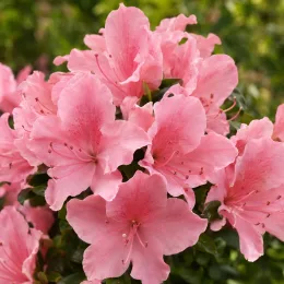 Azalée japonaise 'Gilbert mullier rose' (Azalea japonica) — gros plan de grappes de fleurs roses · Photo d'illustration