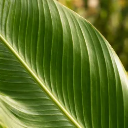 Canna 'Gnom' — gros plan sur une grande feuille nervurée · Photo d'illustration