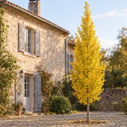 Arbre aux quarante écus 'Fairmount' (Ginkgo biloba) — arbre étroit au feuillage jaune devant maison · Photo d'illustration
