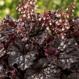 Heuchères 'Caffe expresso' (Heuchera) — touffe dense de feuillage sombre avec fleurs légères · Photo d'illustration