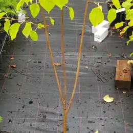 Bois de sainte lucie 'Mahaleb' (Prunus) — jeune arbuste élancé au feuillage clair en pépinière · Pot 2L