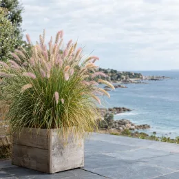 Herbe aux écouvillons (Pennisetum orientale) — touffe d’herbe ornementale en bac devant la mer · Photo d'illustration