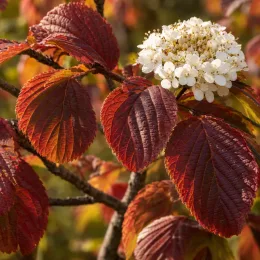 Viorne de chine 'First opening day' (Viburnum plicatum) — gros plan de feuilles rouges et fleurs blanches · Photo d'illustration