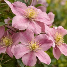 Clématite 'Mayleen' (Clematis montana) — grappes de grandes fleurs rosées ouvertes · Photo d'illustration