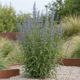 Sauge des marais (Salvia uliginosa) — grand massif de fleurs bleues dressées · Photo d'illustration