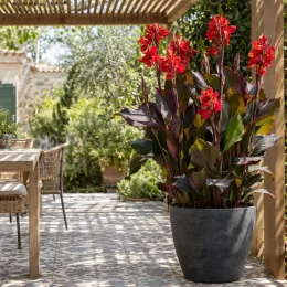 Canna pourpre 'Feu magique' — grand plant à fleurs rouges sur terrasse carrelée · Photo d'illustration