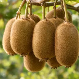 Kiwi 'Hayward' (Actinidia deliciosa) — gros plan de plusieurs fruits duveteux suspendus · Photo d'illustration