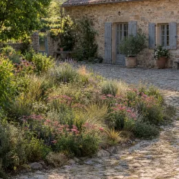 Achillée 'Cerise queen' (Achillea millefolium) — massif fleuri aux ombelles roses près d’une maison · Photo d'illustration