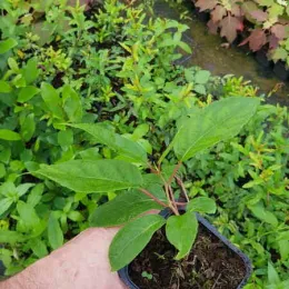 Kiwaï 'Lucy' (Actinidia arguta) — jeune plant vert en pot, tenu en main · Godet
