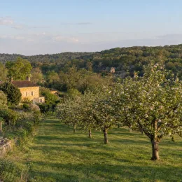 Pommier 'Mm106' (Malus domestica) — verger d'arbres fruitiers en fleurs au printemps · Photo d'illustration