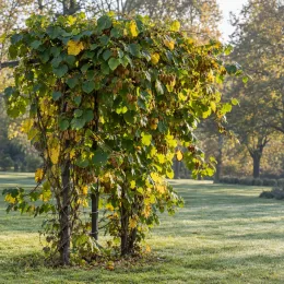 Kiwi 'Solo' (Actinidia deliciosa) — liane grimpante feuillue avec nombreux fruits pendants · Photo d'illustration