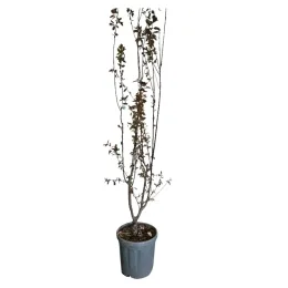Prunier myrobolan 'Pissardii nigra' (Prunus cerasifera) — jeune arbre élancé en pot plastique gris · Pot 15L