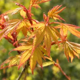 Érable du japon 'Ueno yama vert' (Acer palmatum) — feuillage découpé jaune bordé de rouge en gros plan · Photo d'illustration