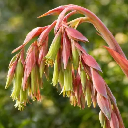 Lis du mexique 'Quicksilver' (Beschorneria yuccoides) — grappe arquée de fleurs tubulaires pendantes bicolores · Photo d'illustration