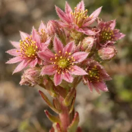 Joubarbe chocolat 'Charms choco latte' (Sempervivum) — gros plan sur inflorescence de petites fleurs roses · Photo d'illustration