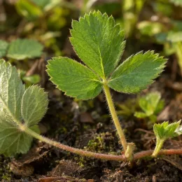 Fraisier des bois (Fragaria vesca) — jeune plant à feuilles trilobées au jardin · Photo d'illustration